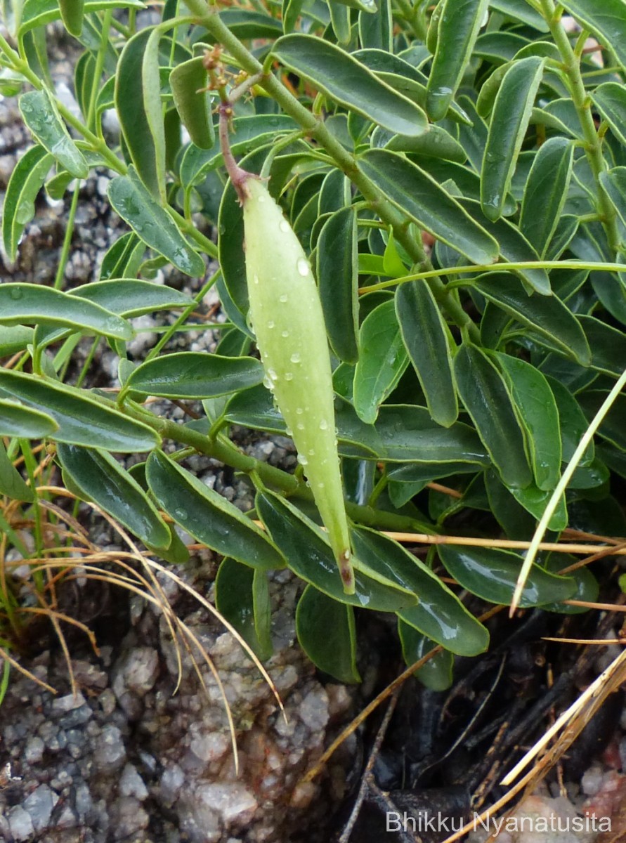 Vincetoxicum fasciculatum (Buch.-Ham. ex Wight) Kuntze